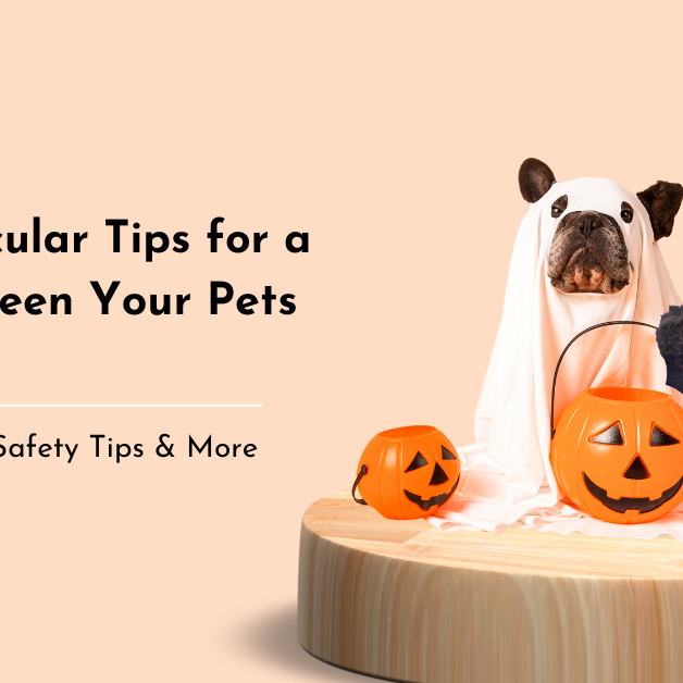 Spook-tacular Tips for a Howl-o-Ween Your Pets Will Love 🎃🐾