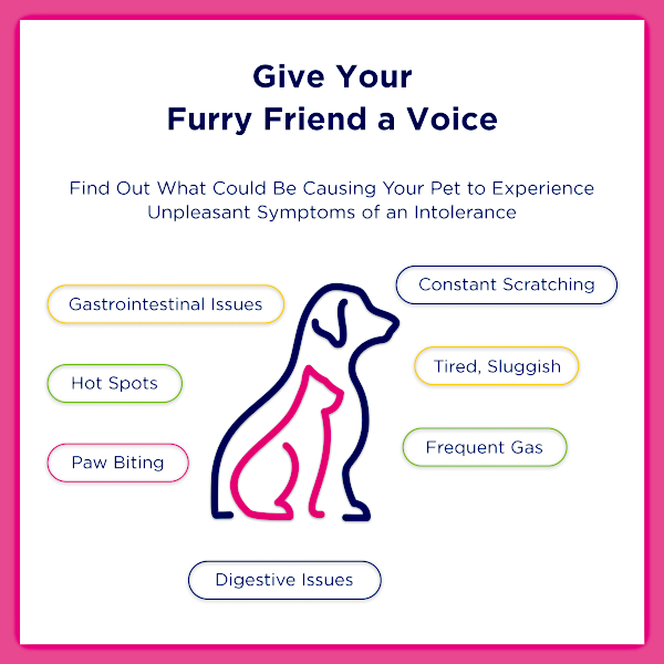 UCARI Pet Sensitivity & Intolerance Test Kit: Environmental & Pet Food Intolerance Screening for Dogs & Cats (Fast 48-hour result)