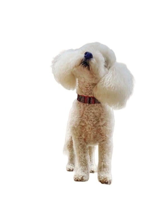 Bestia The "Moby" Collar for Puppies - 5060693305450